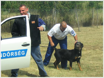 rendorkutya.jpg